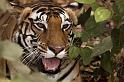 014 Kanha Nationaal Park, Indische Tijger
